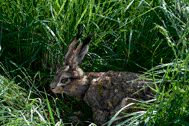 hare animation